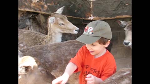 Female Deer Does NOT Appreciate Being Counted By Toddler
