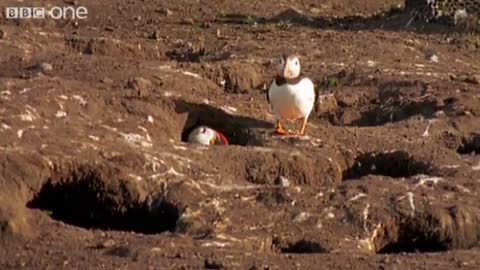 Funny Talking Animals - Walk On The Wild Side - Episode Four Preview - BBC One