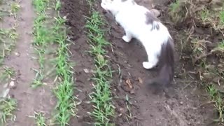 Cat out for a walk