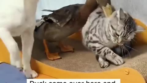 Animals loves funny video