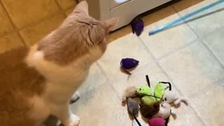 Why do cats hide their toys 🤣