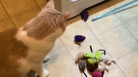 Why do cats hide their toys 🤣