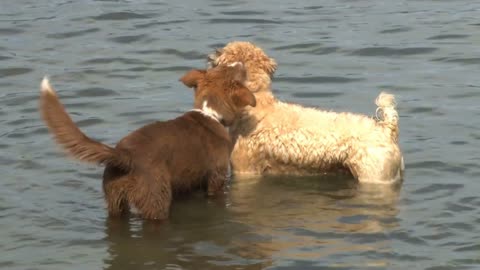 Small Dogs Swim After Ball