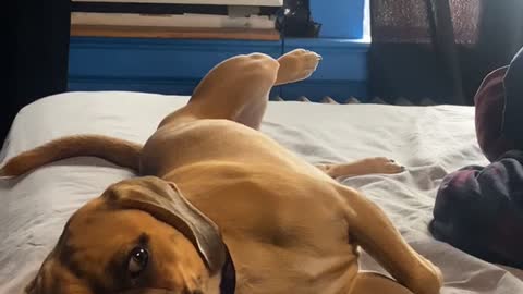 Puggle wants belly rubs