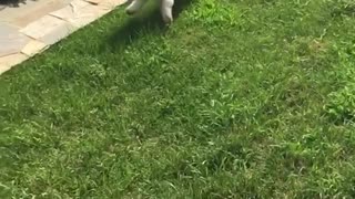 Slow motion video of white brown dog running through yard