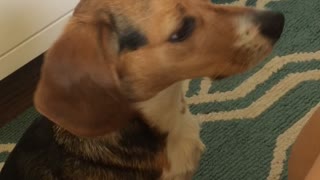 Beagle howls on green carpet