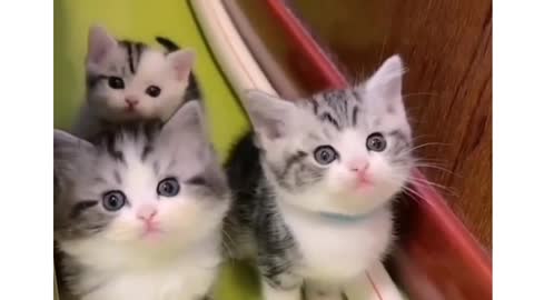 Cute CAT group sweet short video##