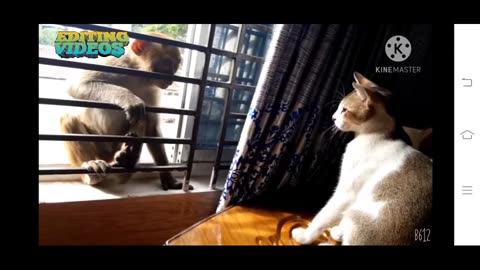 Monkey Vs Cat Fight