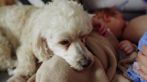 🤱Baby And Dog Sucking 🐩😍