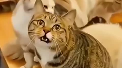 Amazing cat 🐈‍⬛ trending video