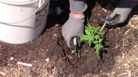 How I Plant Tomatoes And A Few Tomato Planting Tips