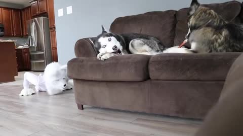 Husky pranked By Wolf Mask