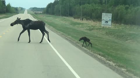 Mother Moose Takes Time To Help Wobbly Baby Cross The Road