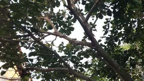 Grapefruit trees have begun to bear fruit