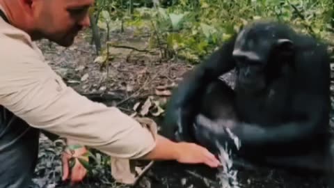 chimpanji is drinking water