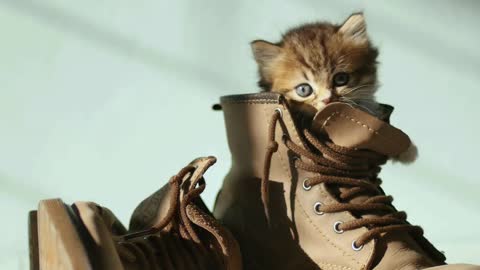 Close up Adorable tabby kitten hiding in boot