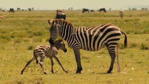 amazing mother zebra giving birth