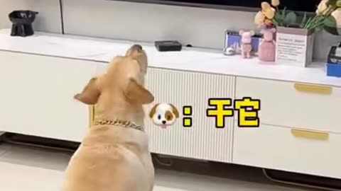 Dog helps his friend in the movie