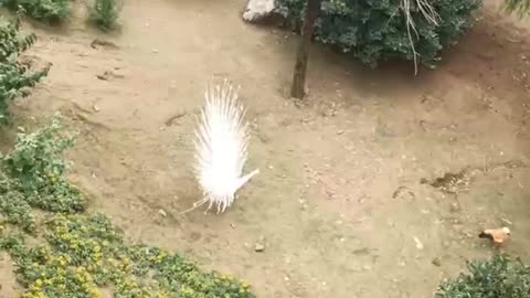 Very beautiful white peacock in court