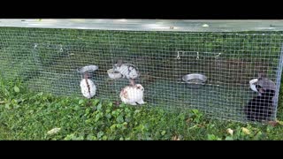 Quick and Easy Rabbit Cage