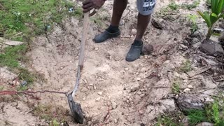 #16 TV-South Andros - "Tino and Tiger Plant A Banana Patch"