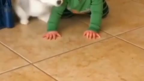 Little dog and little boy playing