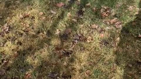 Dog barking at owner raking leaves