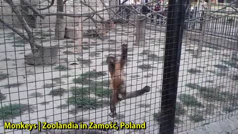 Monkeys | Zoolandia in Zamość, Poland