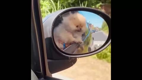 Funniest & Cutest Pomerinain Puppies - Funny Puppy Videos