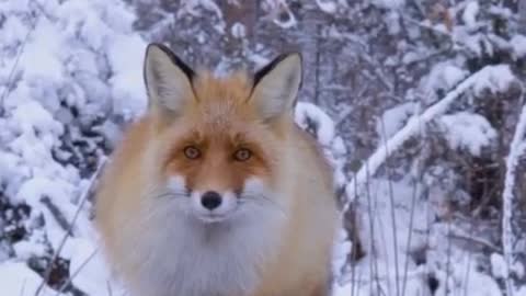 his is a very beautiful Fox. The coat was red as if it had been painted