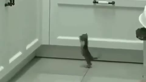 try not to laugh small cat