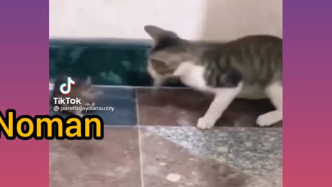 Kitty fight rat