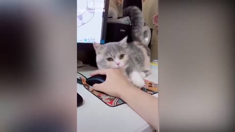 Funny Cats and Meowing Compilati