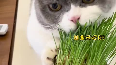 Love to eat cat grass