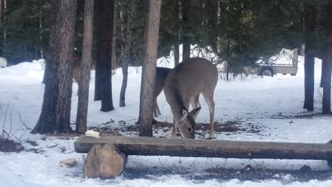 white tail and muley