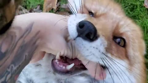 If you've never heard a fox laugh, you’re welcome!.