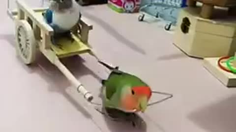 Smart parrot funny video