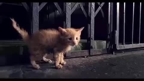 Only 30 seconds of cat life in the street !