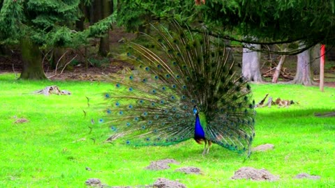 peacock showing its different dance