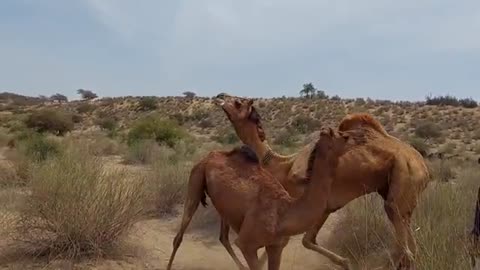 camel mating
