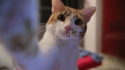 autiful Funny Cat Touching The Lens Of Cameratoo Cut.mp4