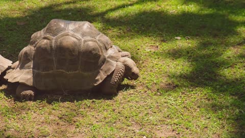 Top 10 Tiniest Animals You Won't Believe