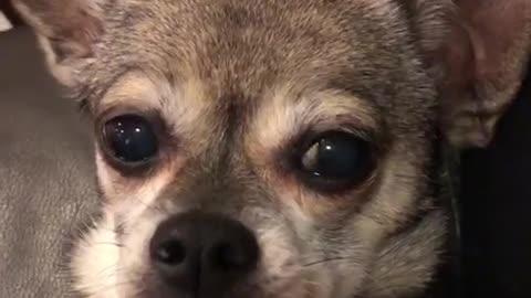 Small brown chihuahua dog looks into camera while getting pet