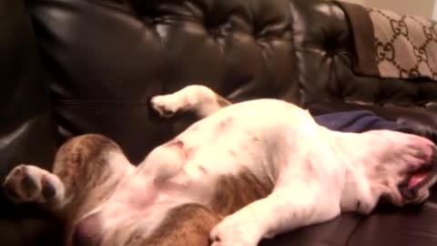 Bulldog Having A Wet Dream
