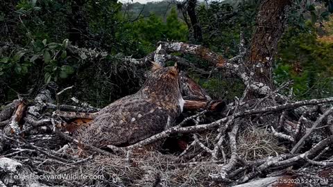 A great horned owl evicting a raccoon from the owl nest