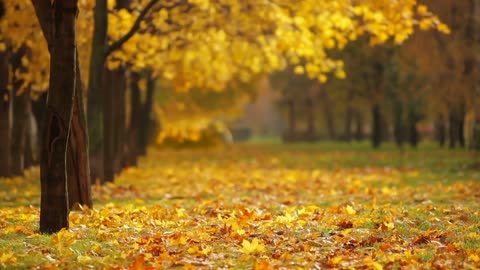 fall-autumn-season-nature-leaves