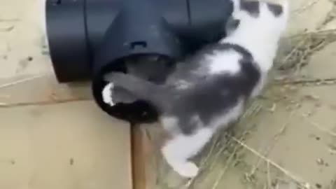 Cute Kittens Play in pipe
