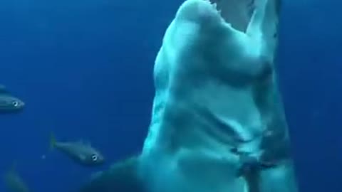 Big White Shark going after bait in Slow Motion