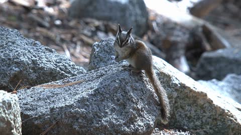 Golden-mantled ground squirrel