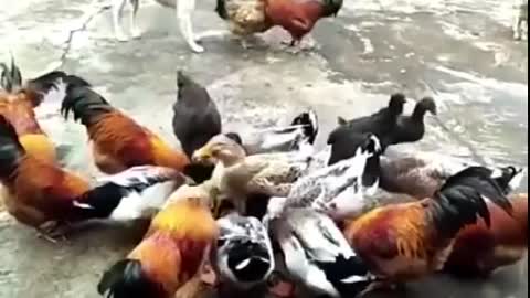 Dog vs cock funny dog vs rooster fight